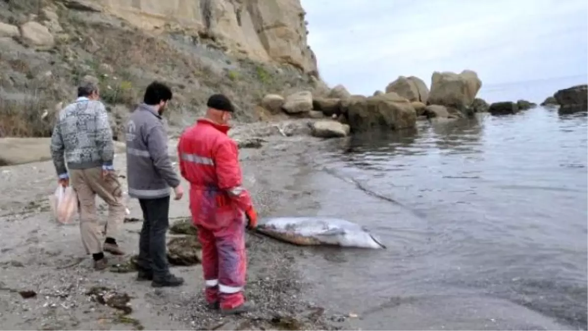 Tekirdağ\'da Kıyıya Yunus Ölüsü Vurdu