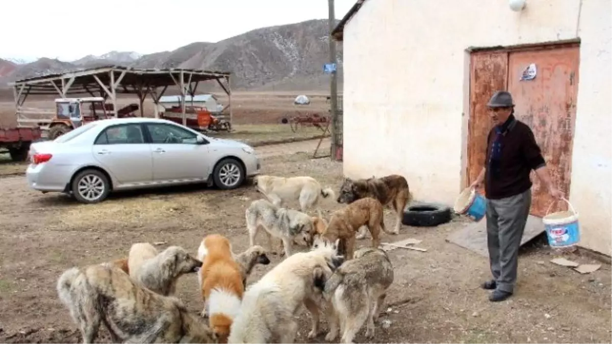 12 Yıldır Sokak Köpeklerine Bakıyor