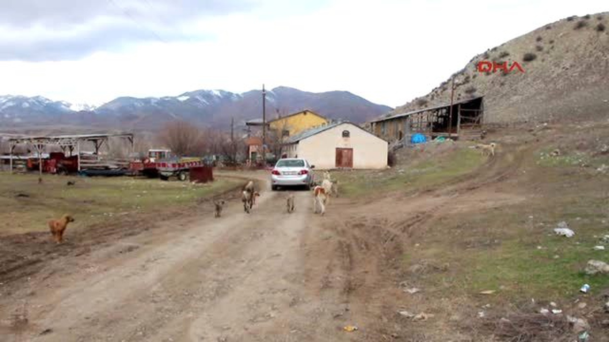 Sokak Köpeklerine 12 Yıldır Sahiplik Yapıyor