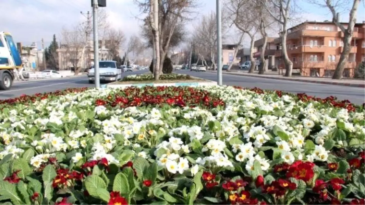 Kahramanmaraş Rengarek Çiçeklerle Süslendi