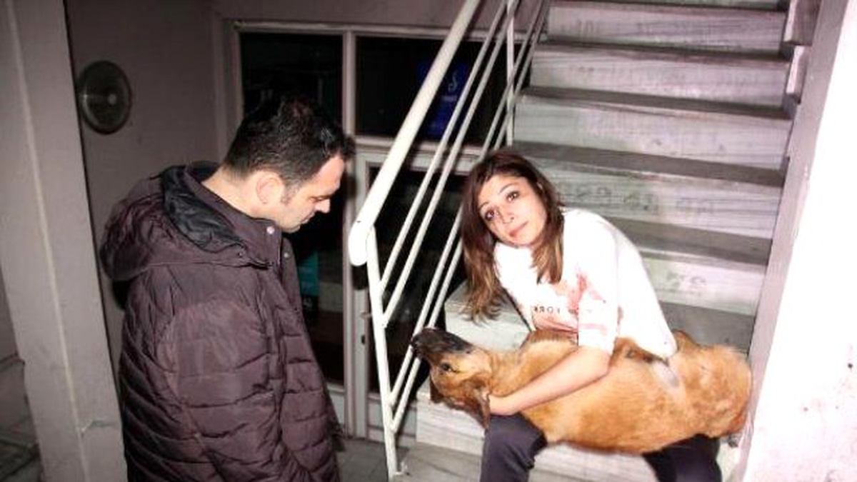Aracın Çarptığı Köpeği Kucağına Alıp Veterinere Götürdü