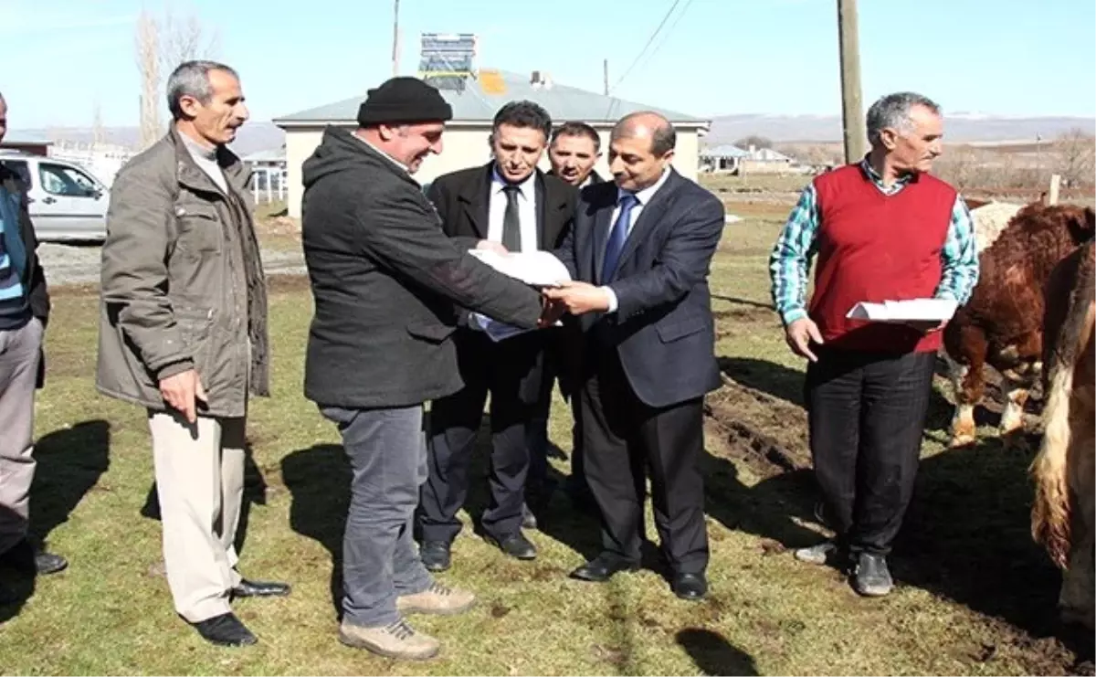 Elazığ\'da Damızlık Boğa Dağıtımı Yapıldı