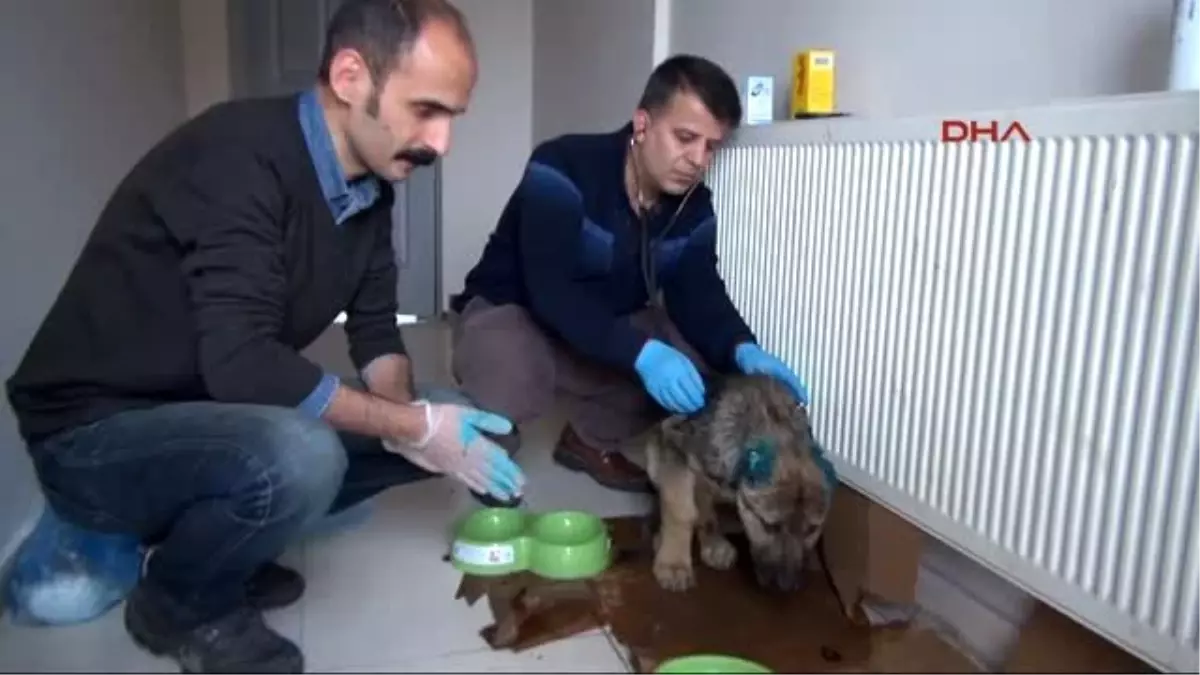 Hakkari Kulakları Kesilen Sokak Köpeği Tedavi Edildi