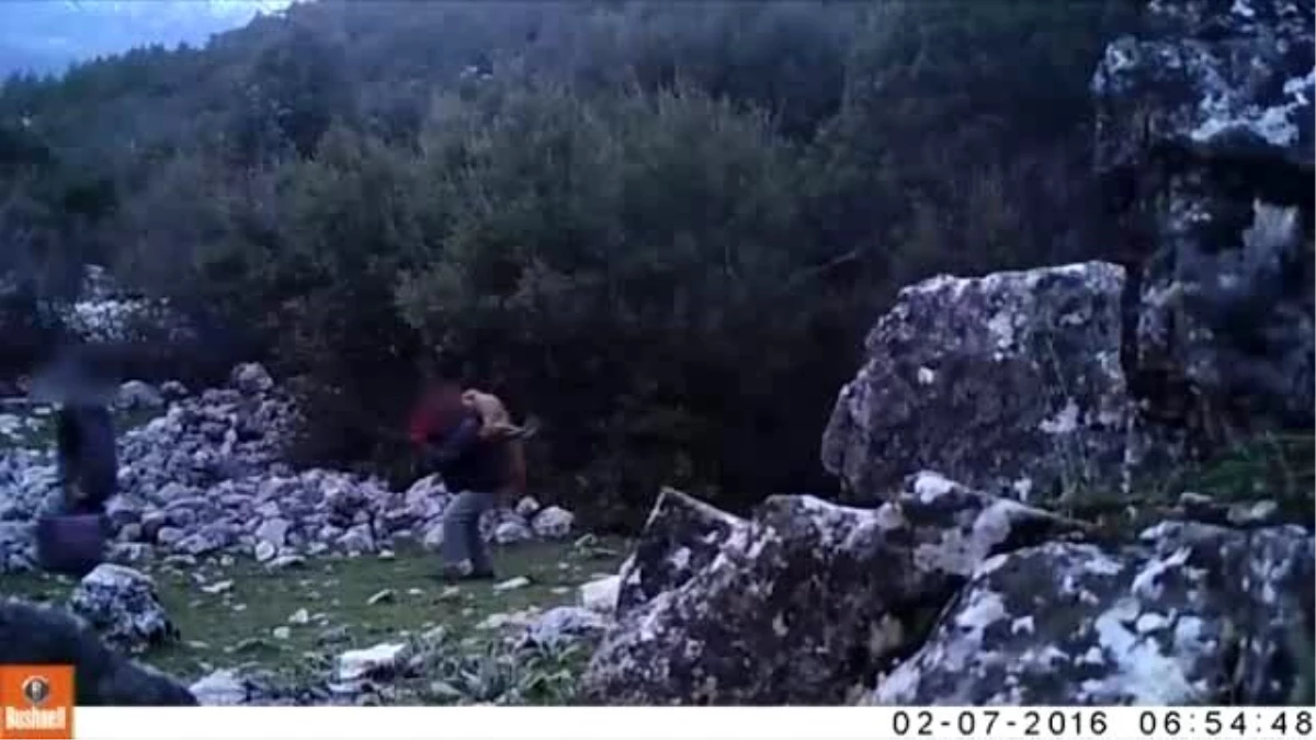 Isparta Yaban Keçisini Vuran Kaçak Avcılar Fotokapana Yakalandı