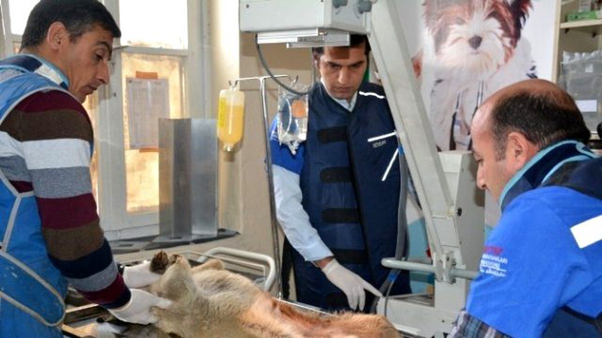 Kazada Yaralanan Köpek Tatvan\'da Yoğun Bakıma Alındı