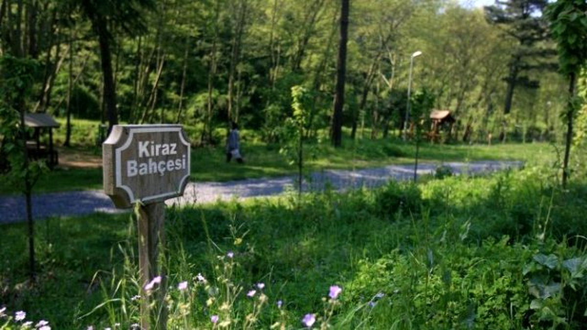 Kocaeli\'deki Parklar Meyve Bahçesine Dönüşüyor