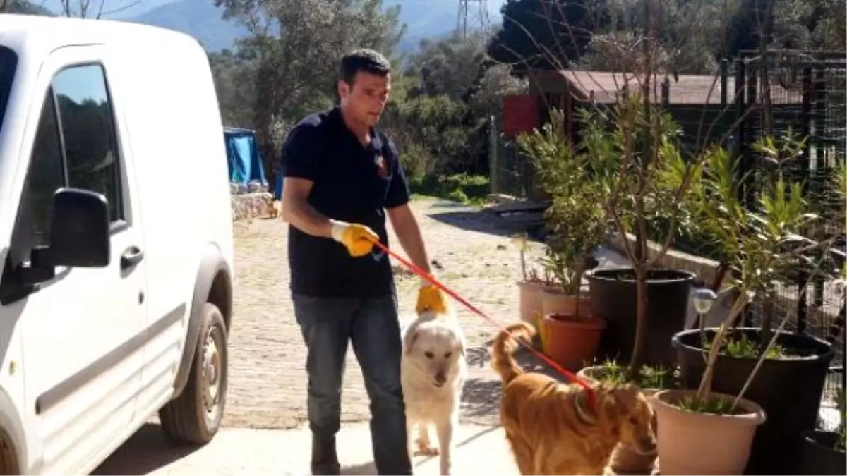 Marmaris Sokaklarındaki Cins Köpekler İngiltere Yolcusu