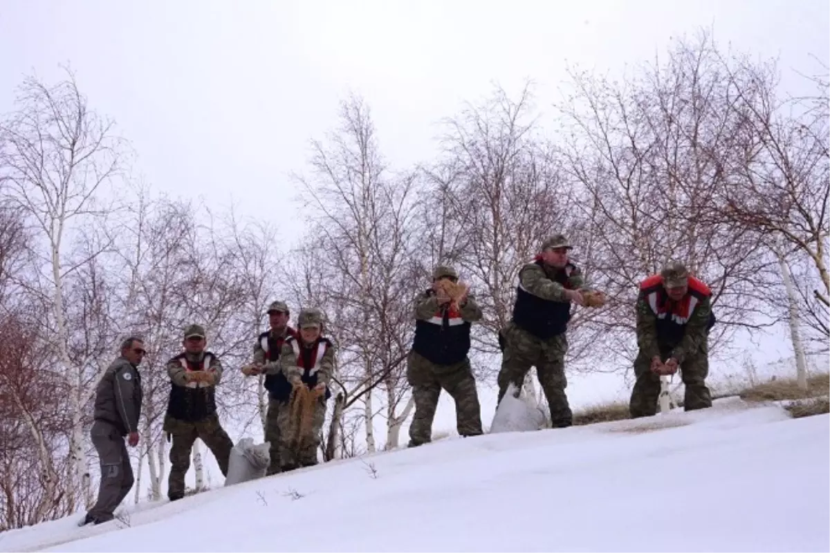 Mehmetçik Yabani Hayvanlara Yem Bıraktı