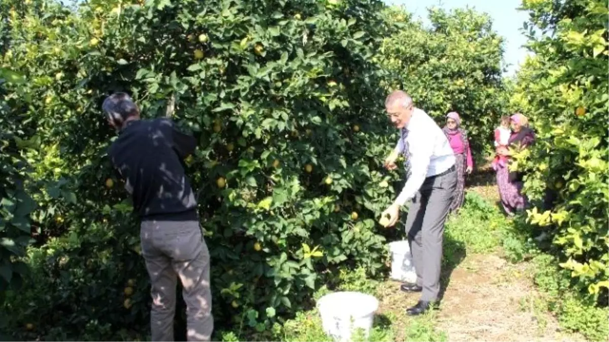 Mersin\'den Cerattepe\'ye Limon Seferberliği