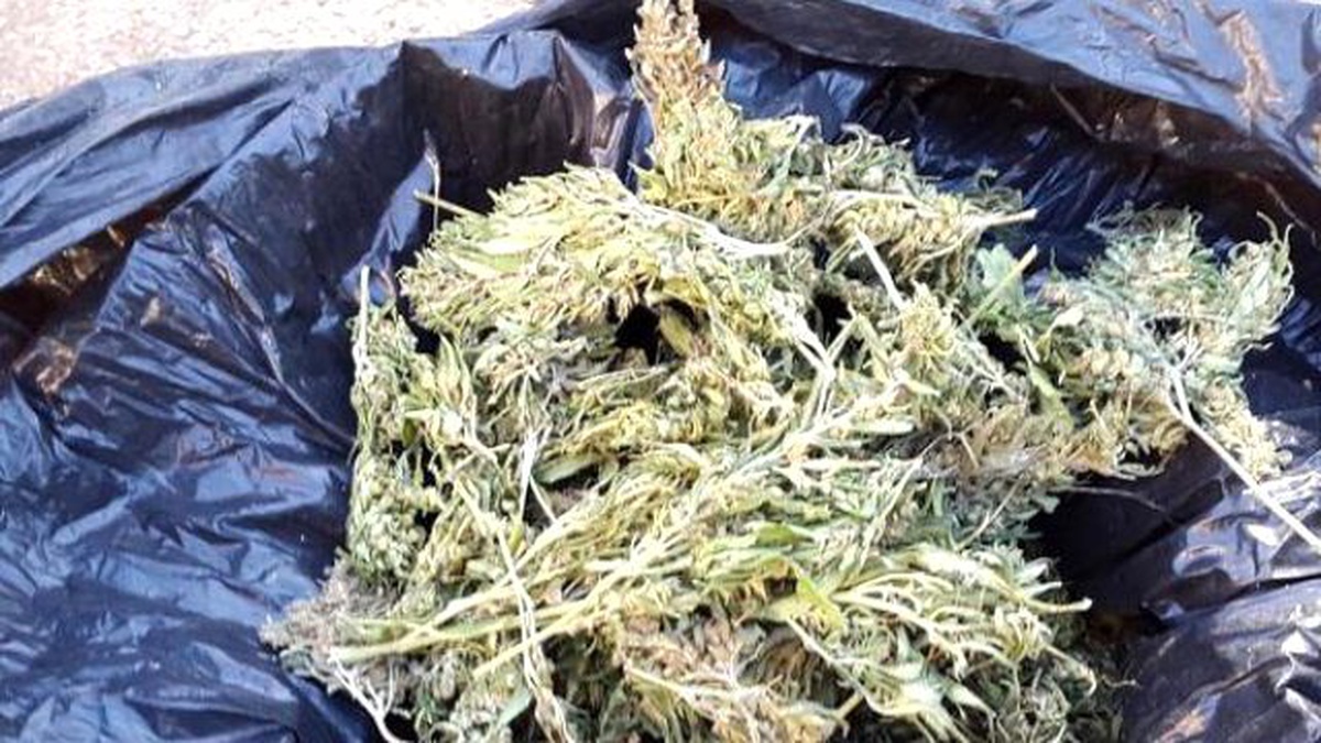 Uşak\'ta 11 Kilo 200 Gram Esrar Ele Geçirildi