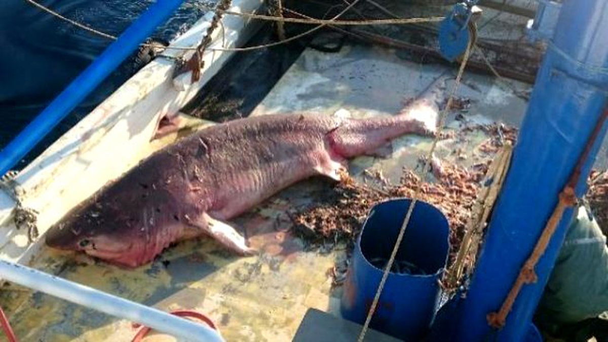 Avşa Açıklarında 5 Metre Boyunda Köpekbalığı Yakalandı