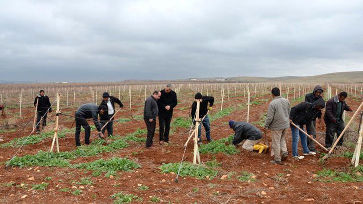 Harran Üniversitesi\'nde Fidan Dikimi