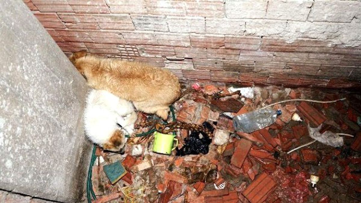 Havalandırma Boşluğuna Düşen İki Köpeği İtfaiye Ekipleri Kurtardı