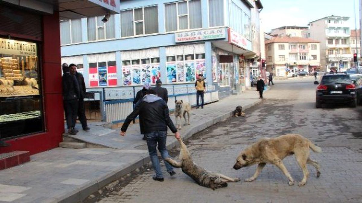 Köpeklere İşkenceye Valilik Soruşturması