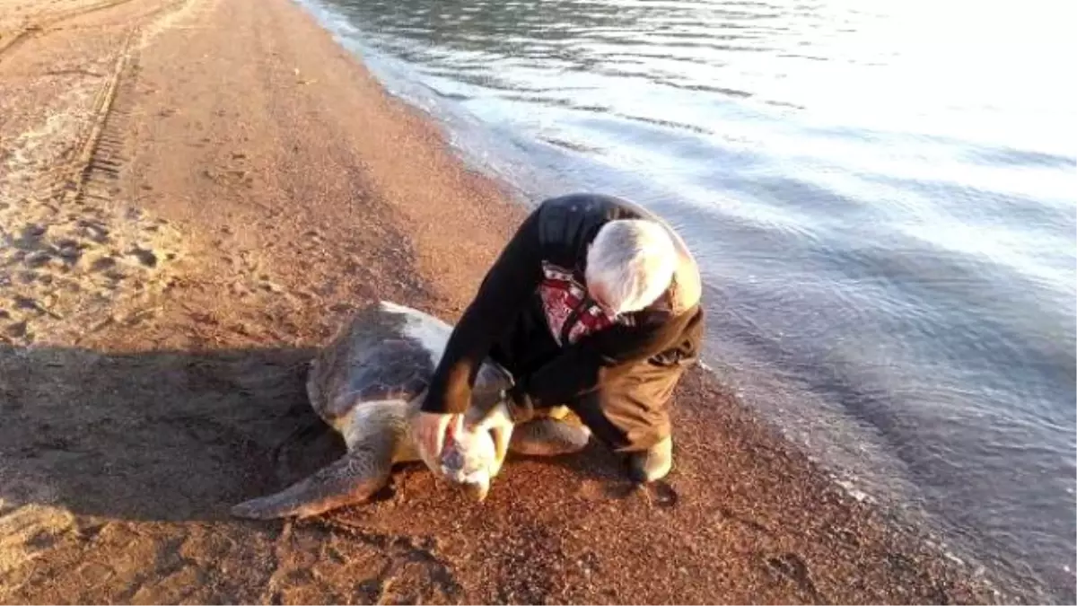 Marmaris Sahiline Ölü Caretta Caretta Vurdu