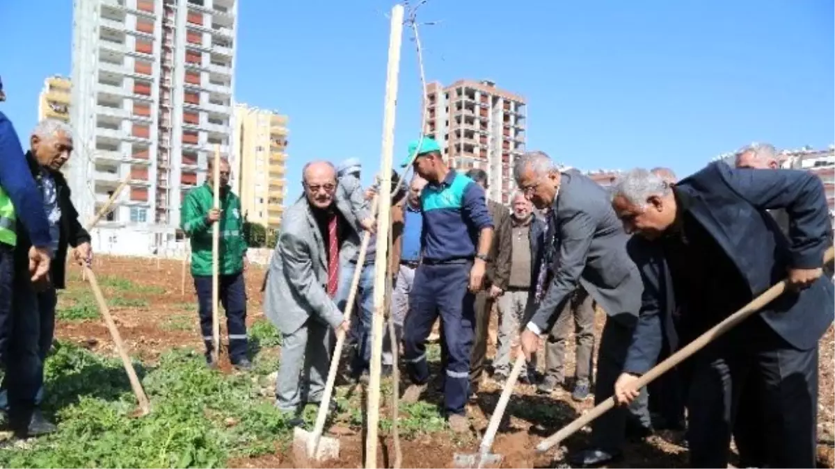 Mezitli\'nin Jcaranda Koruluğu Genişliyor