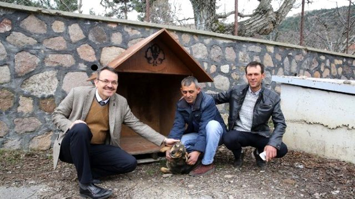 Sokak Hayvanları, Büyükşehirin Koruması Altında