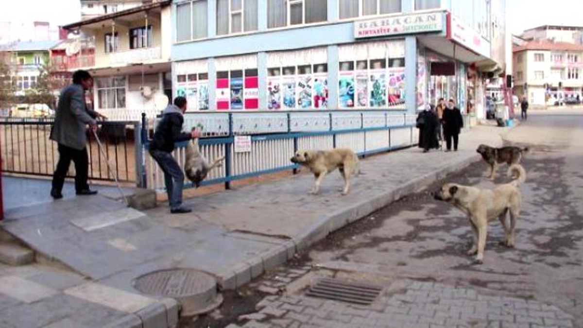 Telef Olan Sokak Köpeğinin Köprüden Atılması, Hayvanseverlerin Tepkisini Çekti