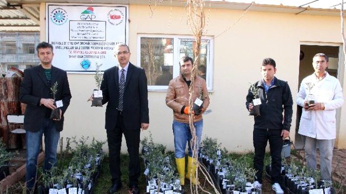 Üniversitede Yağlık Zeytin Fidanları Üretiliyor