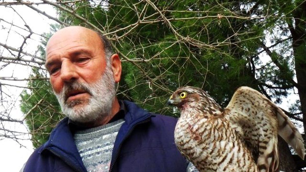 Yaralı Atmacayı Tedavi Edip Doğaya Saldı