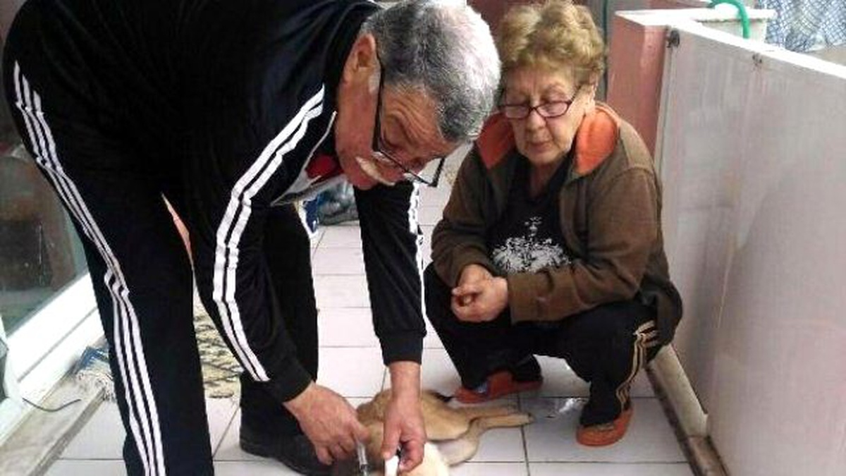 Zehirlenen 11 Sokak Köpeğinden 4\'ü Telef Oldu