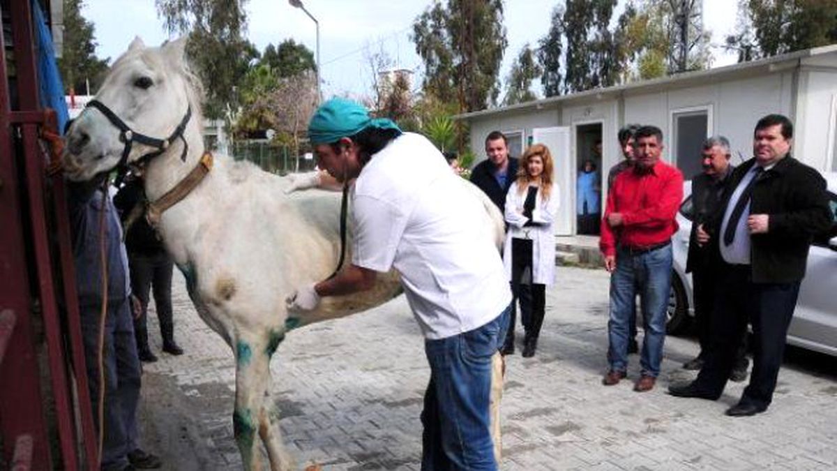 Açlık ve Yorgunluktan Yola Yığılan Ata Sahibinden Kırbaç
