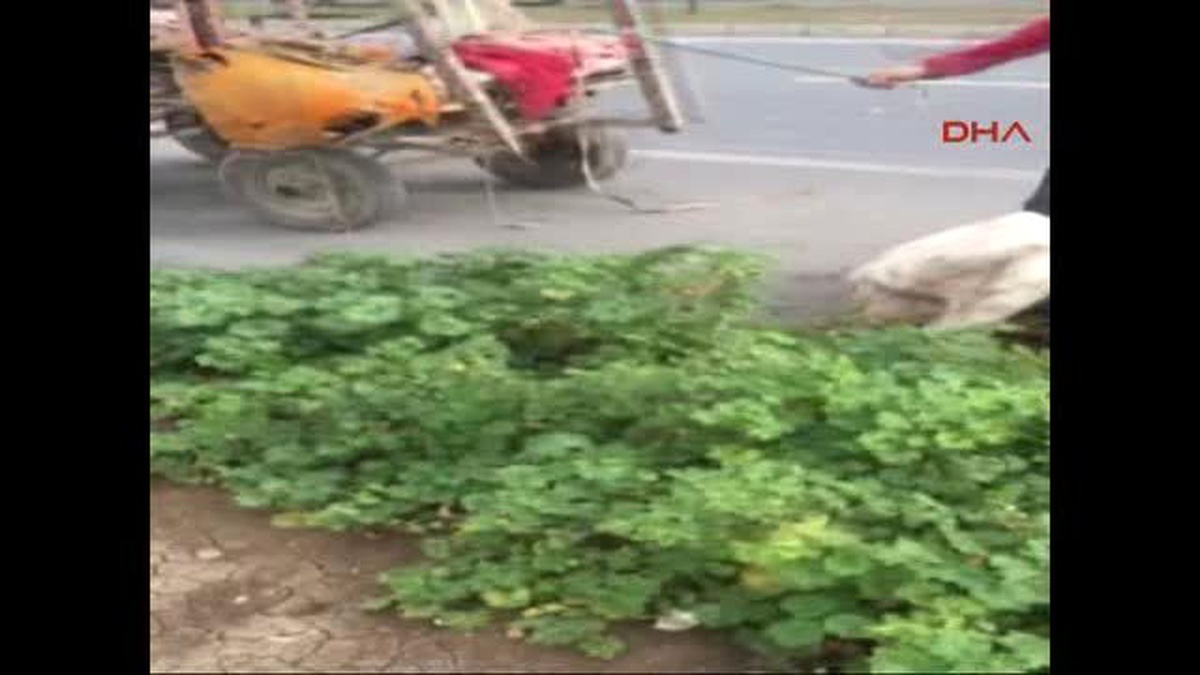 Adana Açlık ve Yorgunluktan Yola Yığılan Ata Kırbaç