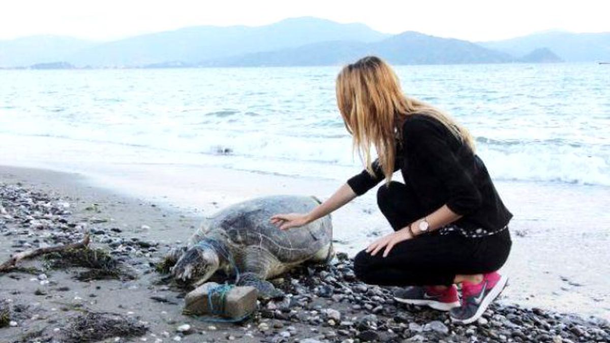 Another Dead Ceratta Caretta Hit On The Head Washes Ashore