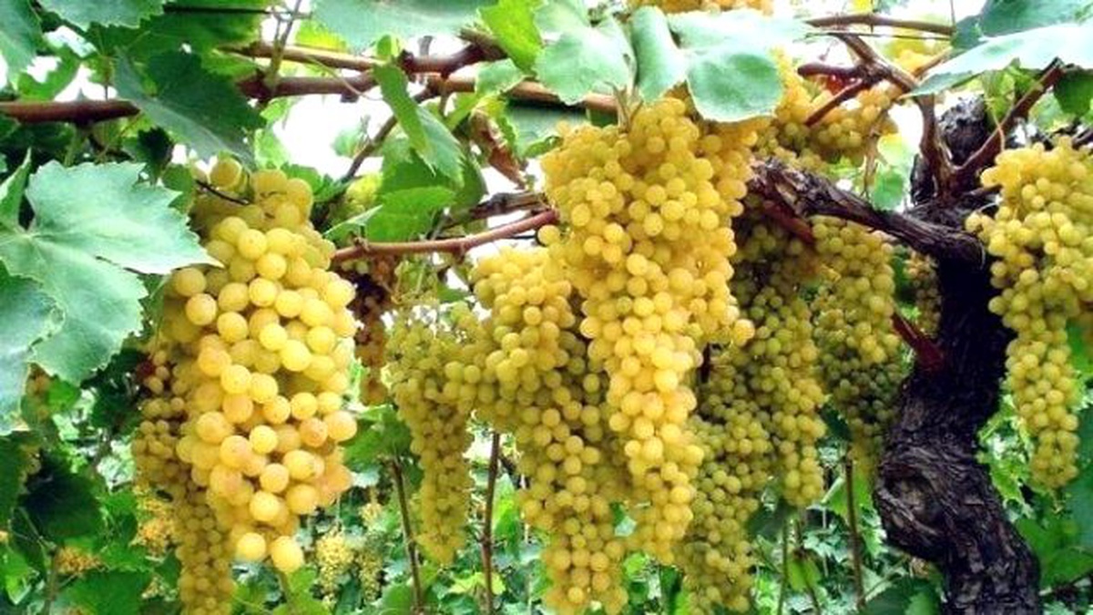 Çekirdeksiz Kuru Üzüm İhracatını Bekleyen Büyük Tehlike