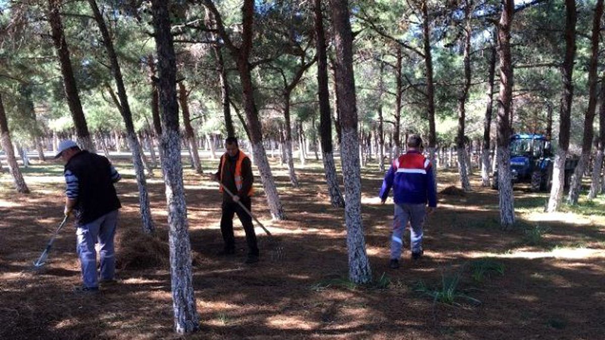 Didim\'de Yabani Otlara Karşı Mücadele Başlattı