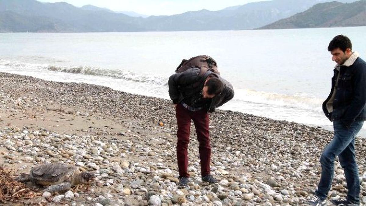 Fethiye Sahiline Ölü Caretta Vurdu