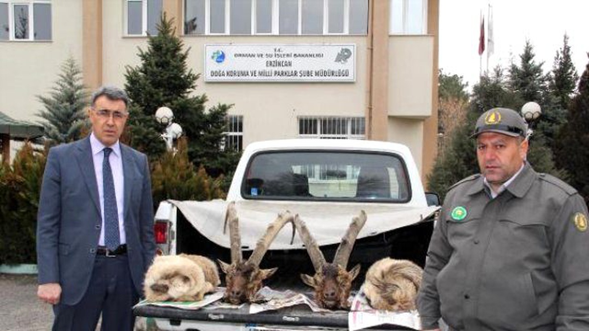 Kaçak Yaban Keçisi Avlayana 28 Bin 378 Lira Ceza