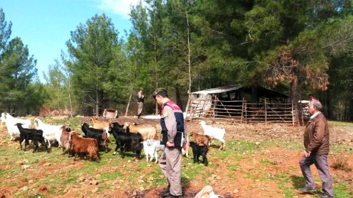 Keçi Hırsızları Jandarmadan Kaçamadı