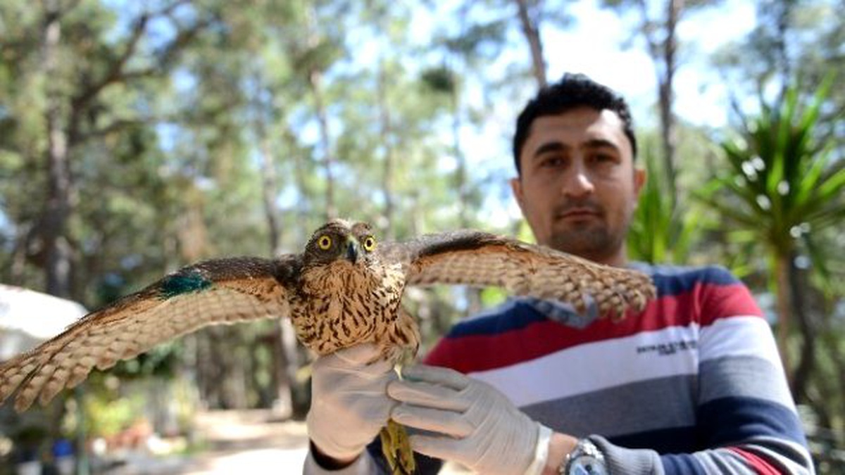Yaralı Kızıl Şahin Tedavisinin Ardından Doğaya Bırakıldı