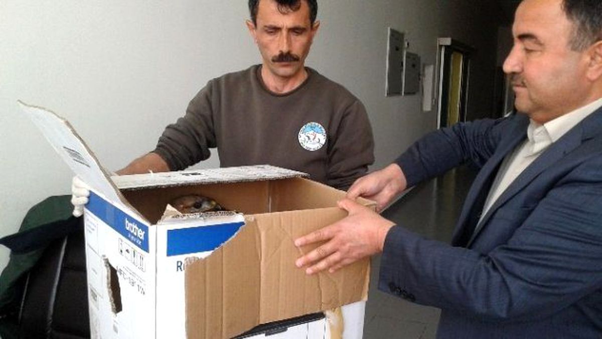 Yaralı Şahin Tedavi Altına Alındı