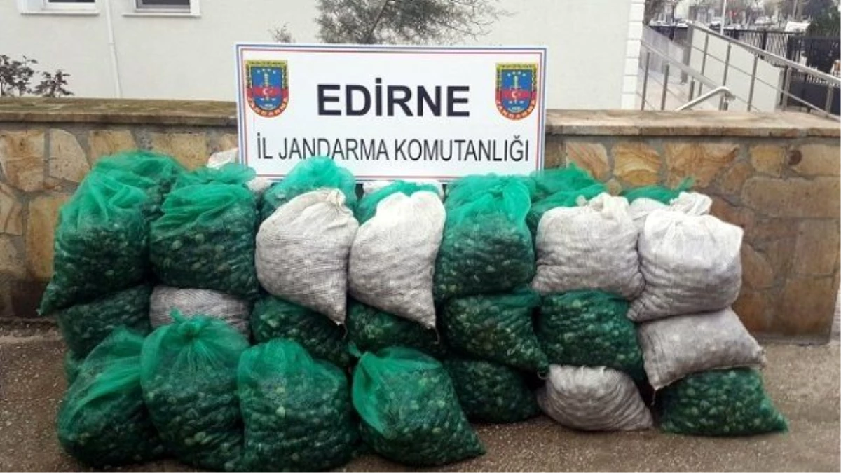 Edirne\'de Midye Kaçakçılığı