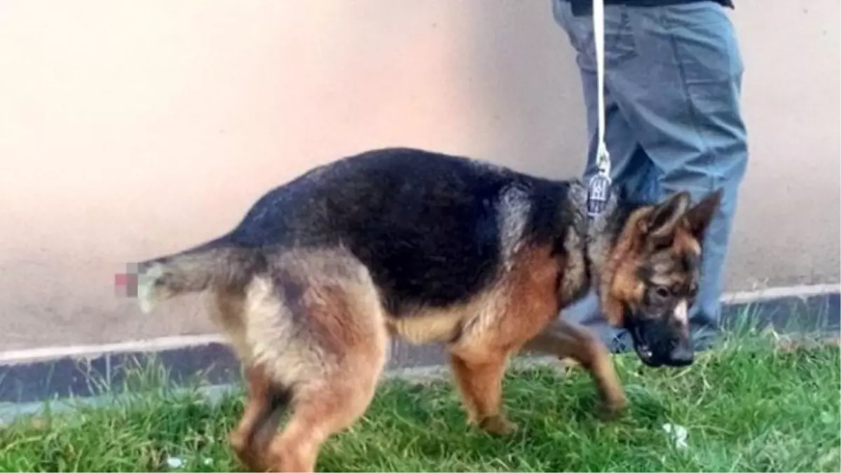 Köpeğe Eziyete Vatandaştan Tepki