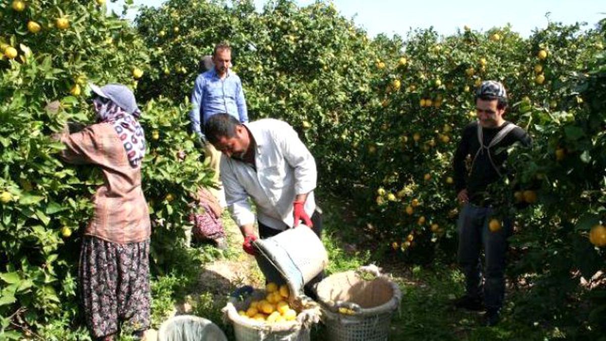 Limon Fiyatı Rekor Kırdı, Üreticinin Yüzü Güldü