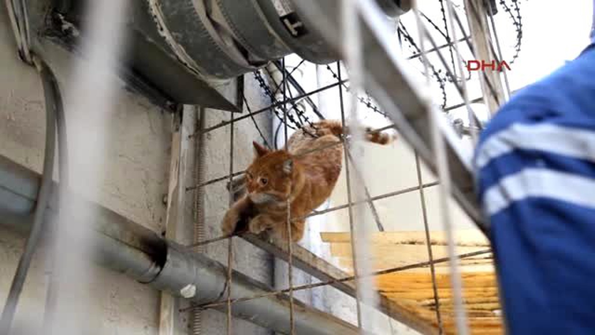 Mersin Jilet Tele Takılan Kediyi İtfaiye Ekipleri Kurtardı