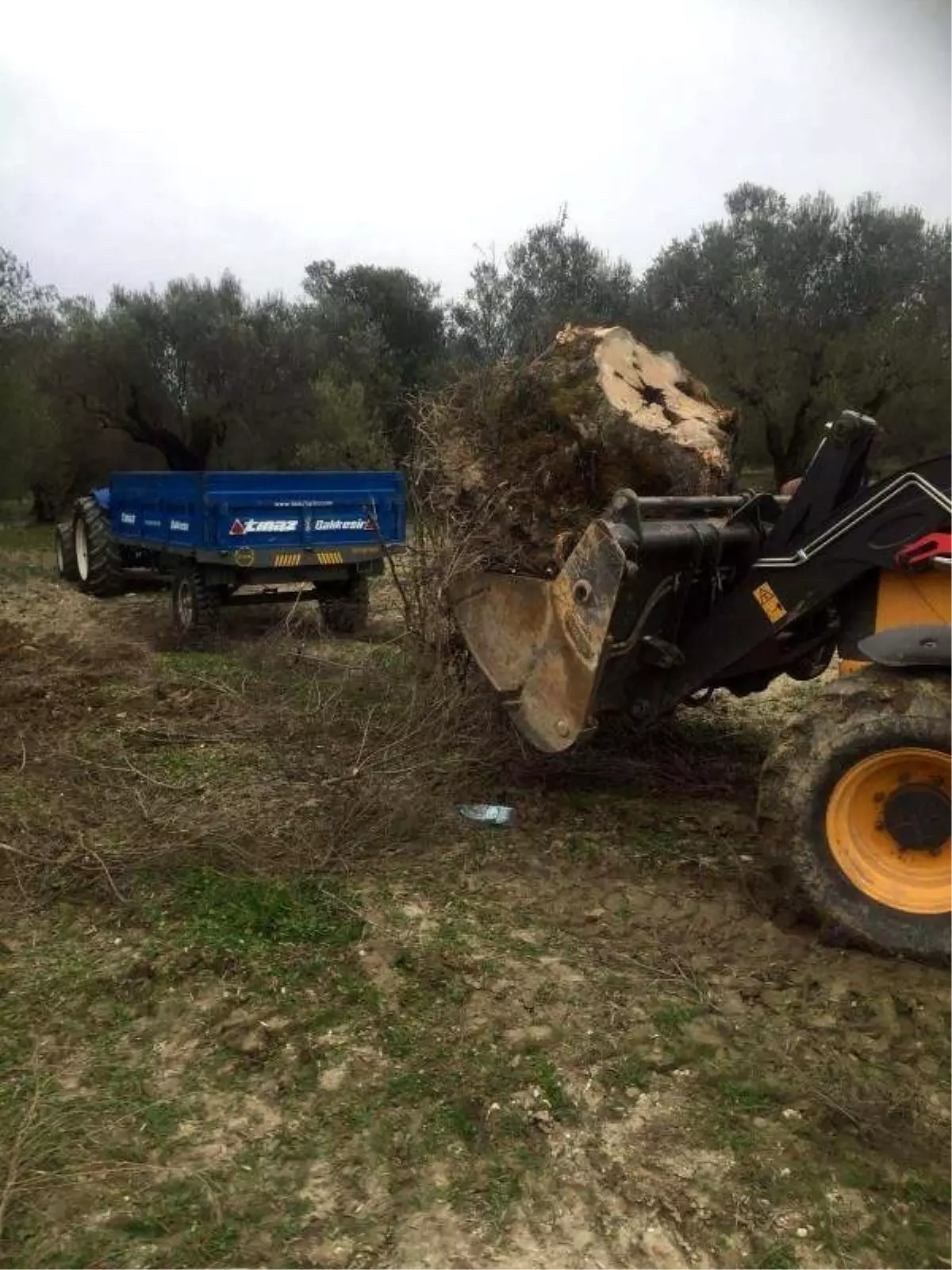 Otoyol İçin Zeytin Ağaçları Kesiliyor Tepkisi