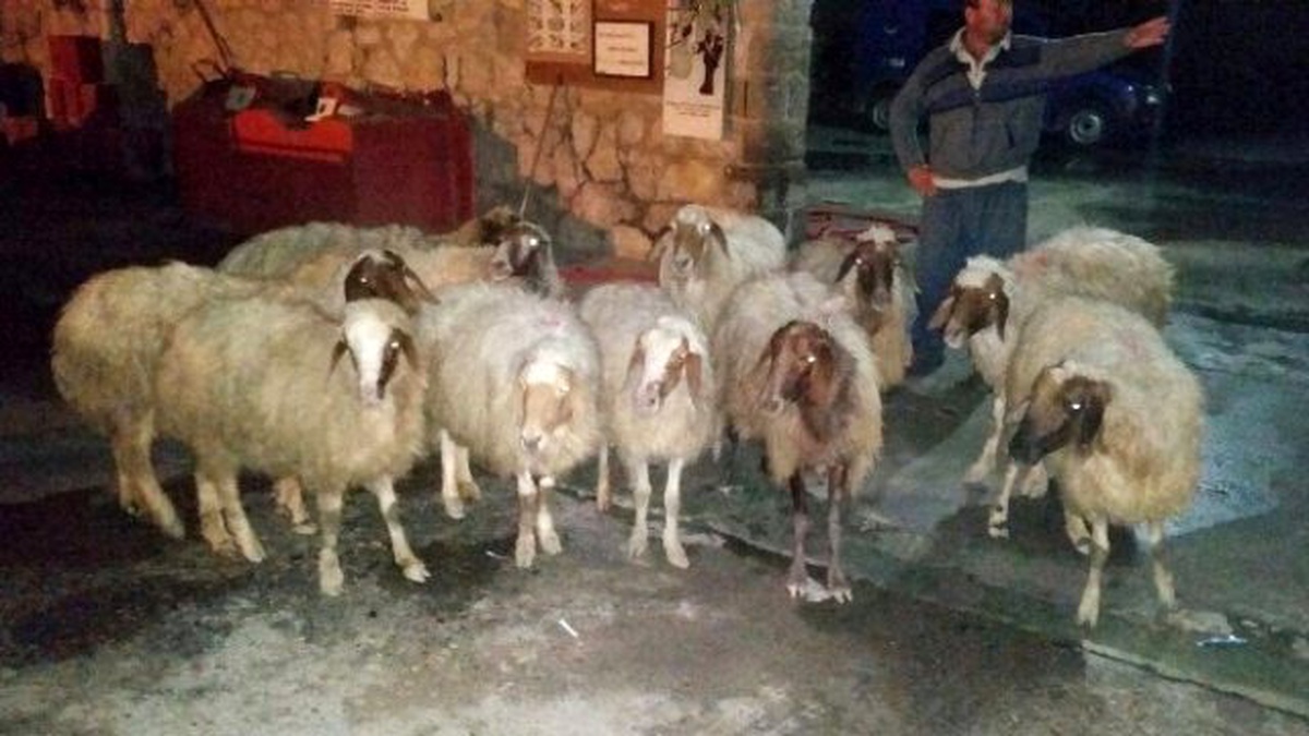 Tarsus\'ta Çalınan Koyunlar Bulundu
