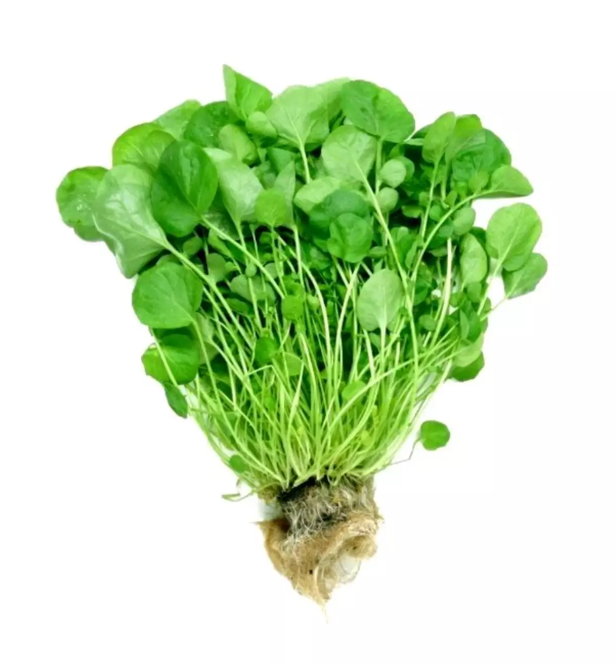 Tere\'de Ispanaktan Daha Çok Demir Var !!