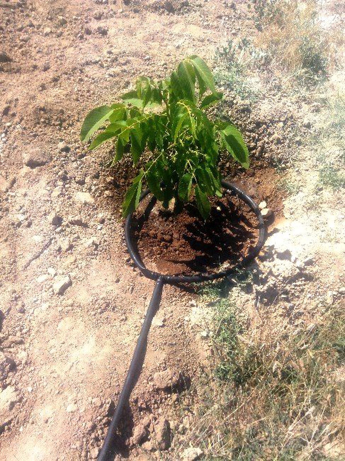 Türkiye\'de 2015 Yılında 190 Bin Ton Ceviz Üretildi