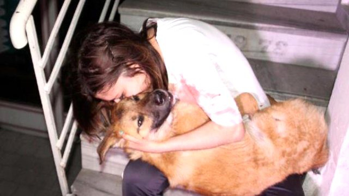Yaralanan Köpek, Tedavisinin Ardından Sahibine Teslim Edildi