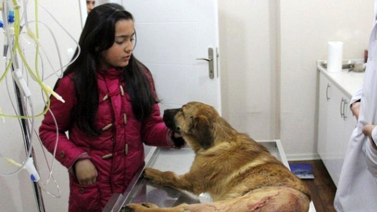 Yaralı Köpek Tedavisinin Ardından Sahibine Kavuştu