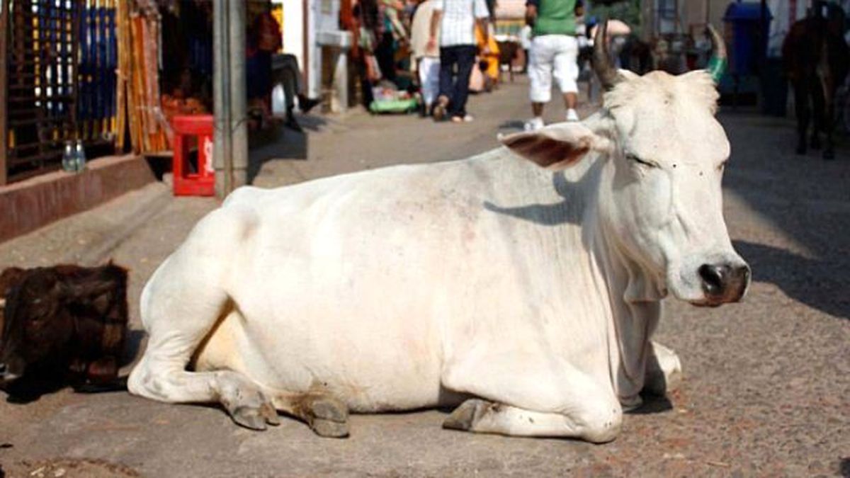 Anne İnek, Yavrusunu Ezen Otobüsü 4 Yıldır Takip Ediyor