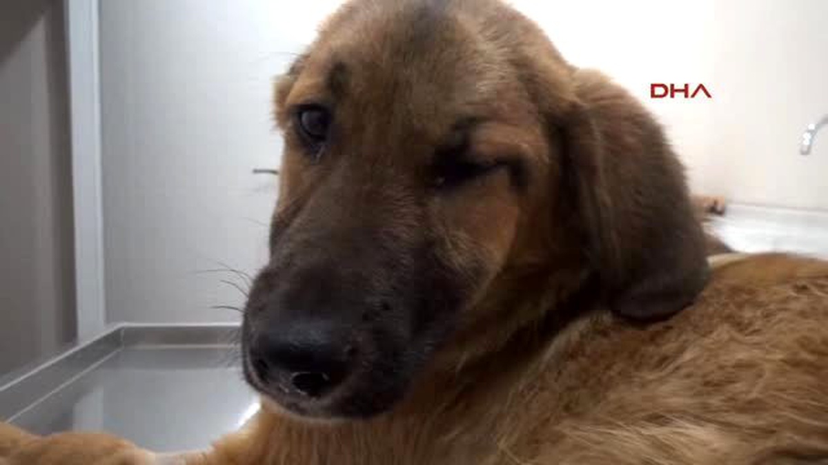 Zonguldak Yaralanan Köpek, Tedavisinin Ardından Sahibine Teslim Edildi