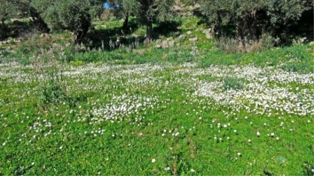 Baharı Müjdeleyen İlkbahar Çiçekleri Muğla\'da Açtı