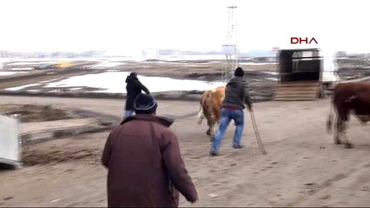 Kars Boğa Dağıtımında Kovalamaca ve Düşmeler Vatandaşı Gülme Krizine Soktu