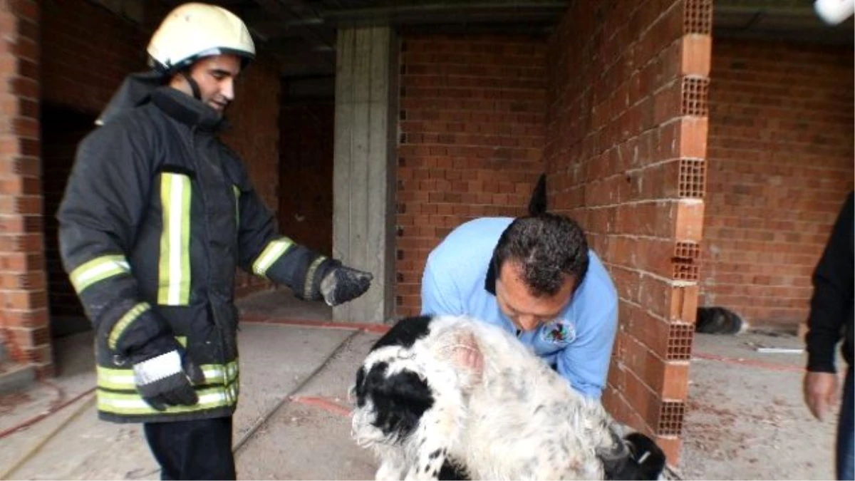 Çatıda Mahsur Kalan Köpek Kurtarıldı